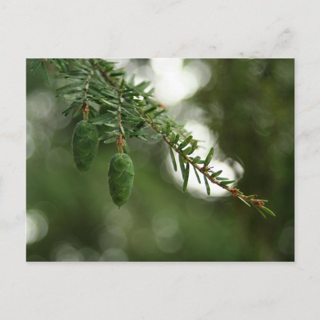 Baby Pine Cones Postkarte (Vorderseite)
