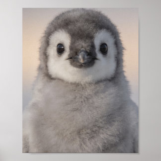 Baby-Pinguin-Porträt Süße Kinderzimmer-Wandkunst Poster