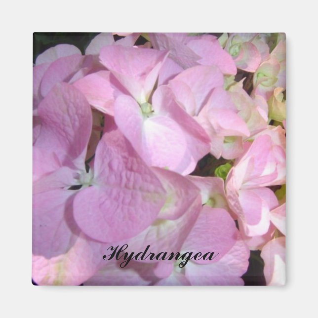 Baby Pink Hydrangeas Magnet (Vorne)