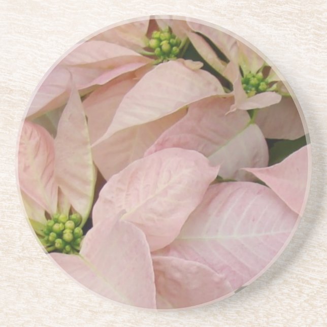 Baby Pink Poinsettia Sandstein Untersetzer (Vorne)