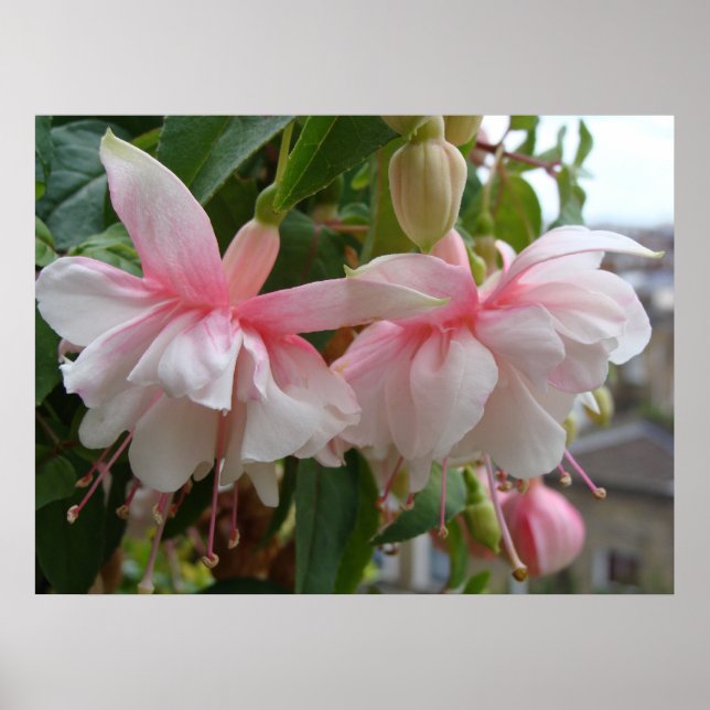 Baby Pink und White Fuschia Blume Poster (Vorne)