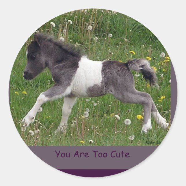 Baby Pinto Mini Horse Stickers (Vorderseite)