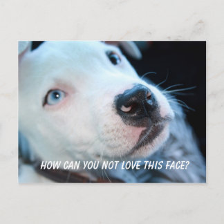 Baby Pitbull Puppy Postkarte