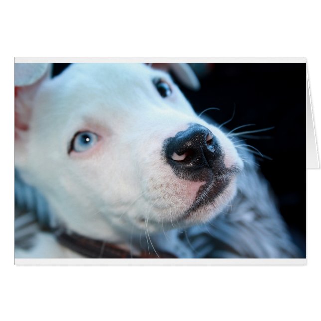 Baby Pitbull Welpe (Vorderseite (Horizontal))