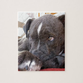 Baby Pitbull Welpen Puzzle
