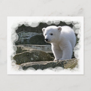 Baby Polar Bear Postcard Postkarte