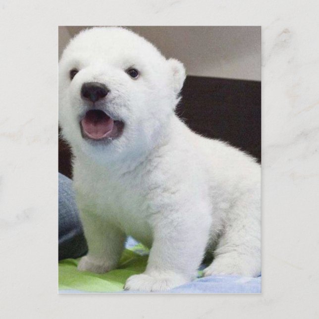 Baby Polarbear Postkarte (Vorderseite)