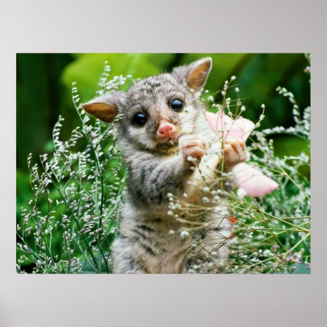Baby Possum Kaution Picking Blume Poster (Vorne)