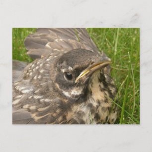 Baby Postkarte