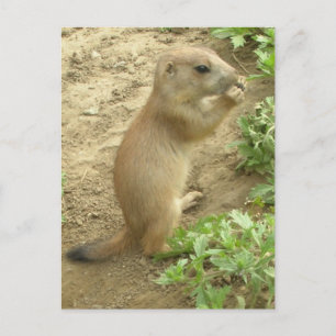 Baby Prairie Dog Postkarte
