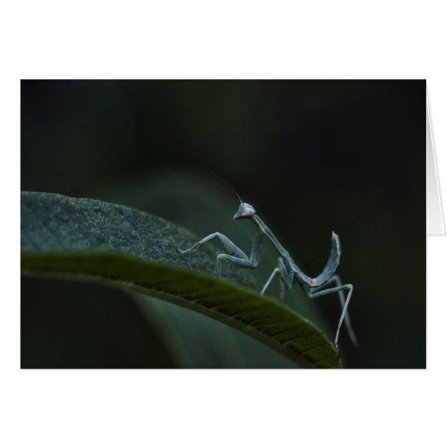 Baby Praying Mantis (Vorderseite (Horizontal))