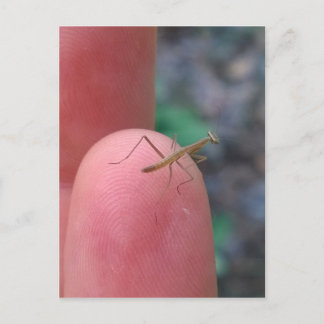Baby Praying Mantis on Finger Postkarte