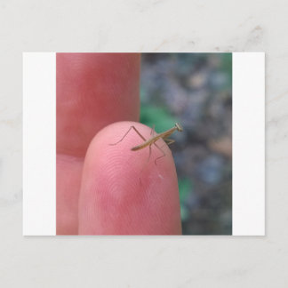 Baby Praying Mantis Post Card Postkarte