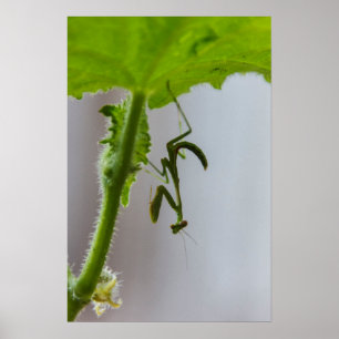 Baby praying mantis poster