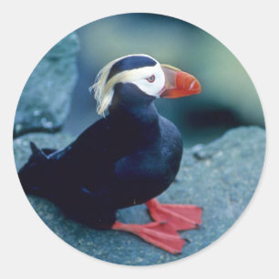 Baby Puffin Runder Aufkleber