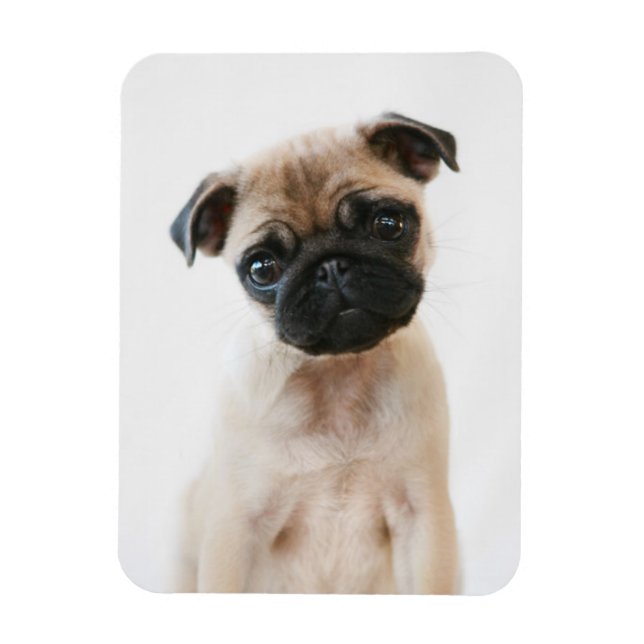 Baby Pug Portrait Magnet (Vertikal)