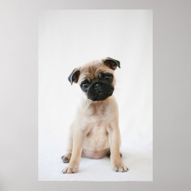 Baby Pug Portrait Poster (Vorne)