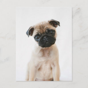 Baby Pug Portrait Postkarte
