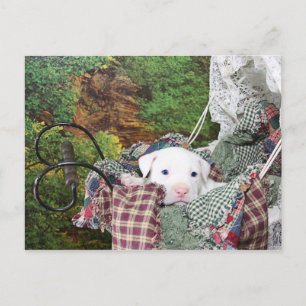 Baby Puppy Carriage Ride Postkarte