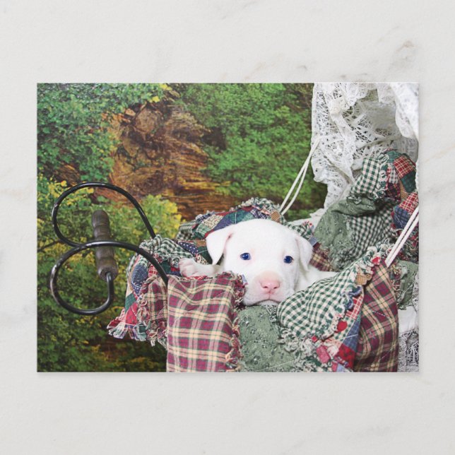 Baby Puppy Carriage Ride Postkarte (Vorderseite)