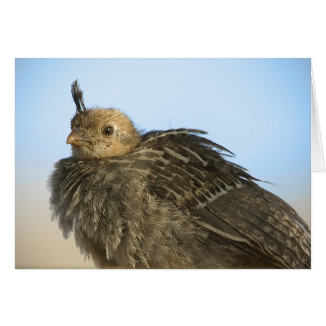 Baby Quail (Vorderseite (Horizontal))