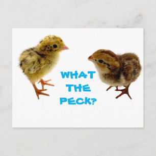 Baby Quail Chick Postcard Postkarte