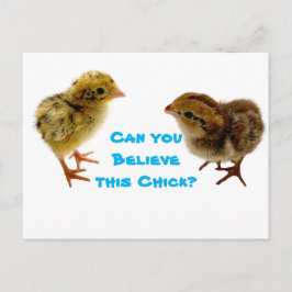 Baby Quail Chick Postkarte