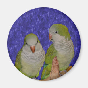 Baby Quaker Parrot Pair Animal Magnet