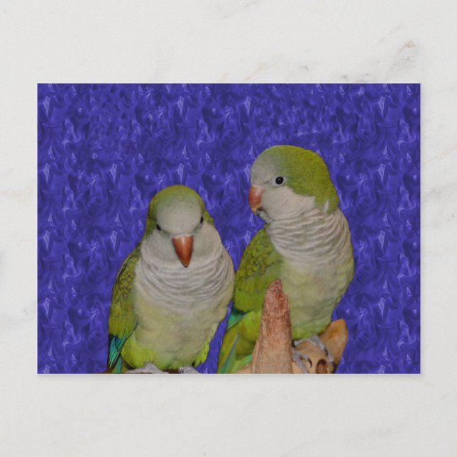 Baby Quaker Parrot Pair Animal Postcard Postkarte (Vorderseite)