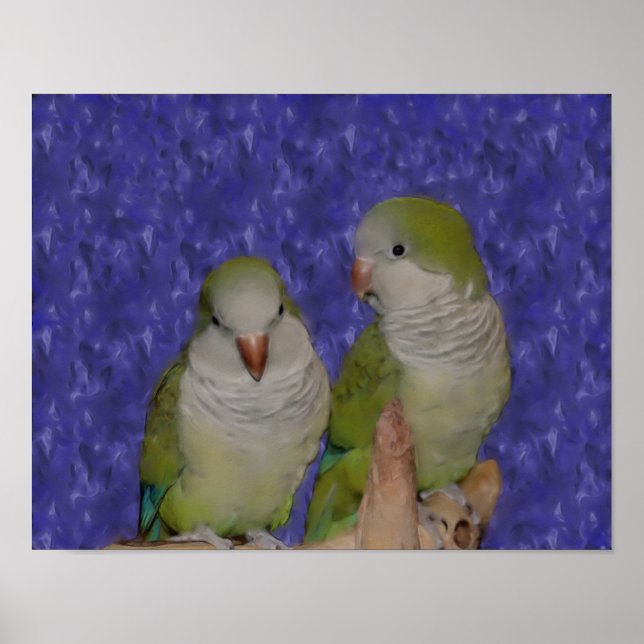 Baby Quaker Parrot Pair Foto Malerei Poster (Vorne)