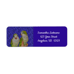 Baby Quaker Parrot Pair Tieradresse