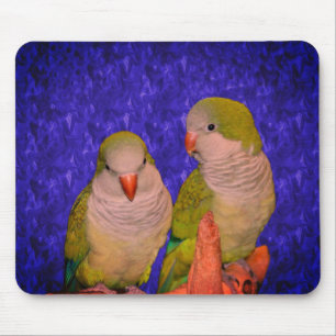 Baby Quaker Parrots Animal Mousepad