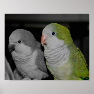 Baby Quaker parrots teilweise Farbe Poster