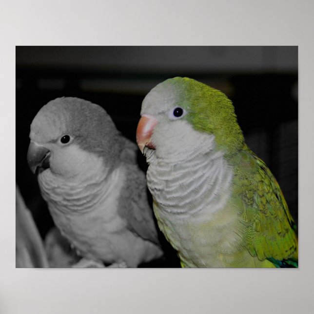Baby Quaker parrots teilweise Farbe Poster (Vorne)