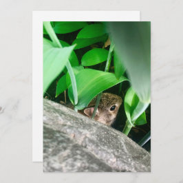 Baby Rabbit Feiertagskarte