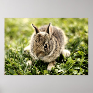 Baby Rabbit Poster