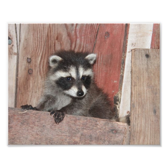 Baby Raccoon gefunden in Barn Fotodruck (Vorne)