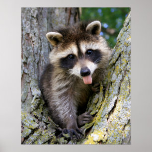 Baby Raccoon Poster