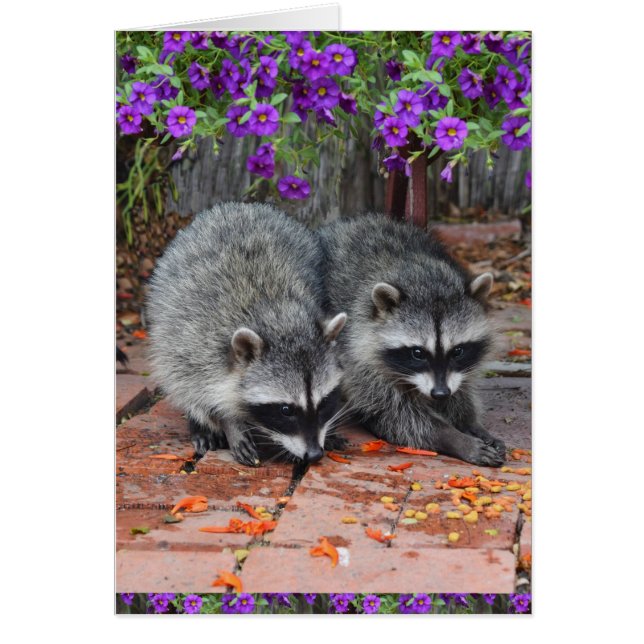 Baby Raccoons mit violetten Blumen (Vorne)
