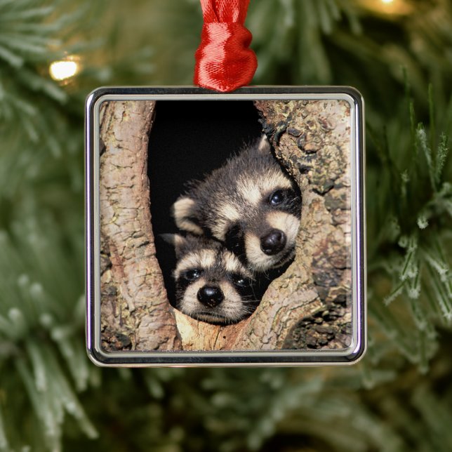 Baby Raccoons Peeking aus Bäume Ornament Aus Metall (Baum)
