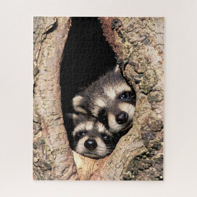 Baby Raccoons Peeking aus Bäume Puzzle (Vertikal)