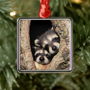 Baby Raccoons Peeking out of Tree Ornament Aus Metall
