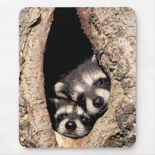 Baby Raccoons pinkeln aus Bäume Mousepad (Vorne)
