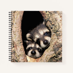 Baby Raccoons pinkeln aus Bäume Notizbuch