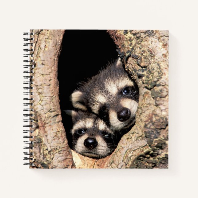 Baby Raccoons pinkeln aus Bäume Notizbuch (Vorderseite)