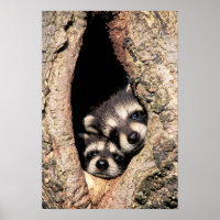 Baby Raccoons pinkeln aus Bäume
