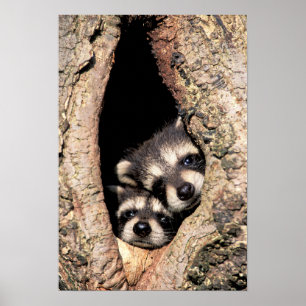Baby Raccoons pinkeln aus Bäume Poster