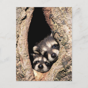 Baby Raccoons pinkeln aus Bäume Postkarte