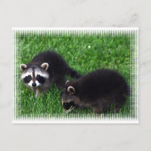Baby Raccoons Postkarte