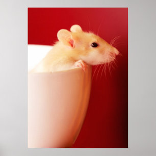 Baby-Ratte Poster